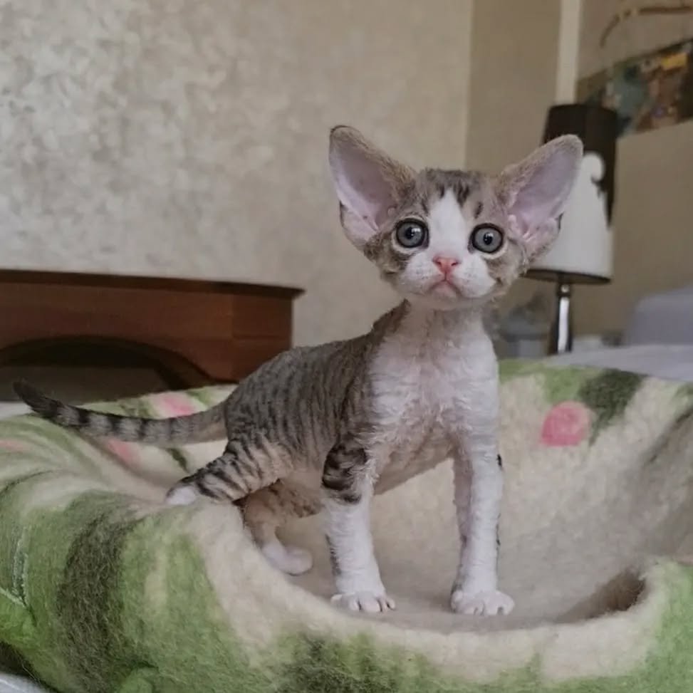 Bella - Devon Rex Kitten